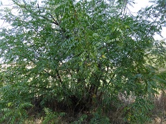 juglans californica